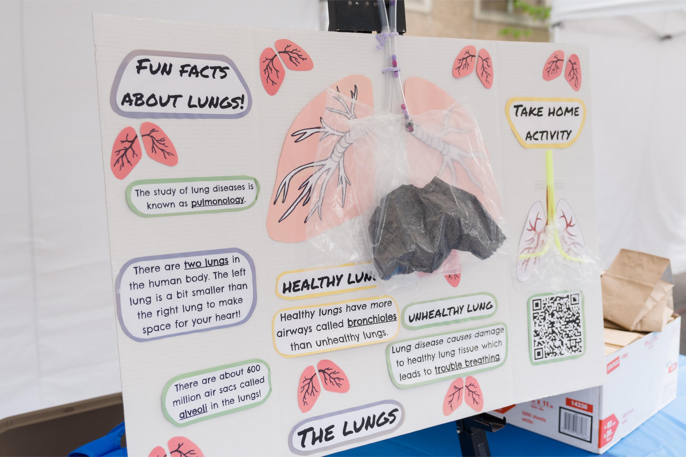 A lung model made with tubes and plastic bags on a presentation board is used by volunteers at the Lung Function Booth to demonstrate how the lung functions.